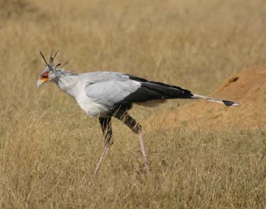 Secretary Birds mostly chase their prey by foot