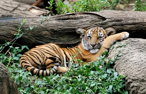 Tiger sleeping snug in the logs