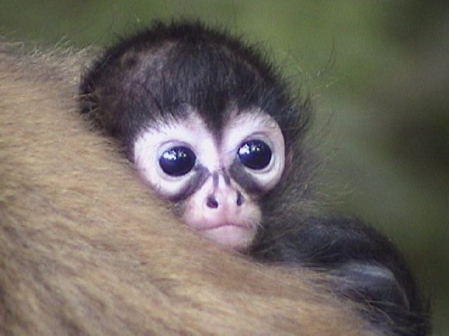 Black Spider Monkey babies are born helpless and they develop fairly slow