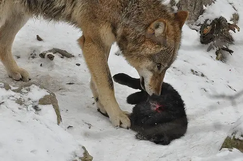 A Tibetan Wolf with its kill
