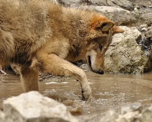 Tibetan Wolf at a pool of water