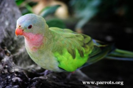 Princess Parrot's colourful plumage makes them a desired pet bird