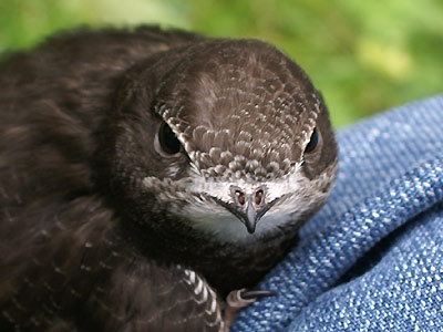 A close-up of the Common Swift