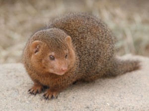 Despite its modest appearance, the Mongoose is a very capable hunter