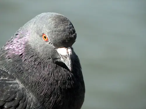 Rock pigeon profile