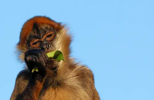A spider monkey eating a leaf