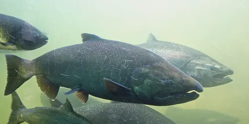 Several Chinook Salmon