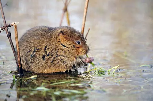 Up to 80% of the Water Vole's diet consists of shore plants and weeds