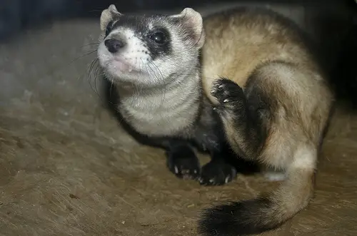 3321511004 a3e5d293ac Black footed ferret