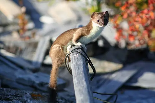 Perched up on a pole