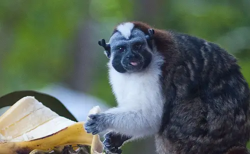 Geoffroy's Tamarin eating a banana