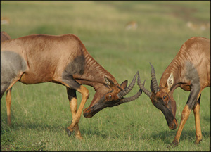 44267923 deer femalefight 416 2 Topi 