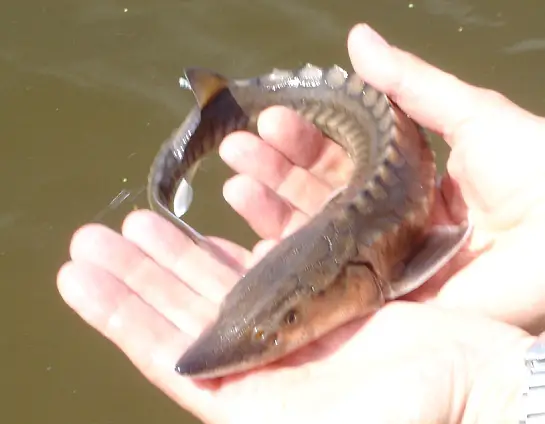 Young Sea Sturgeons spend the first few years of their lives in the river they hatched in