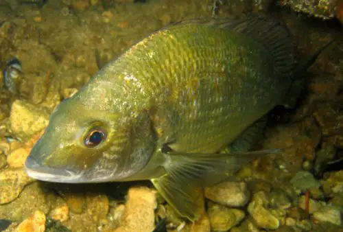 The Black Bream is an adaptable freshwater fish