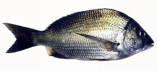 The Southern Black Bream is endemic to Australia