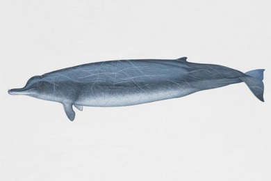 Arnouxs beaked whale Giant Beaked Whale