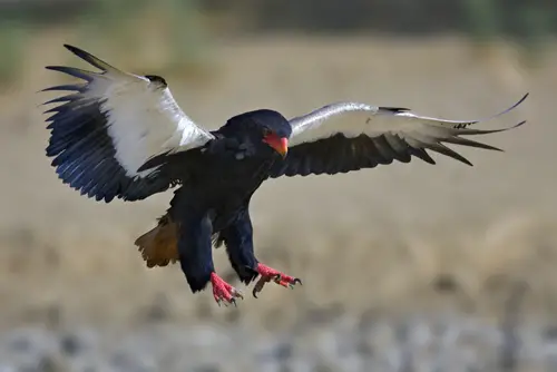 Bateleur eagles are extremely agile fliers and no small animal is safe from them