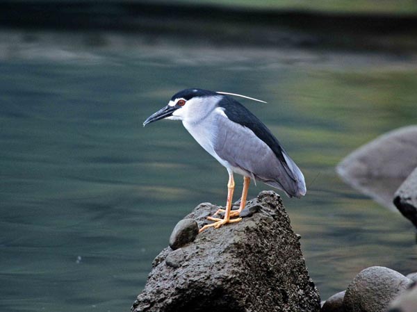 A Night Heron patiently waiting for a fish