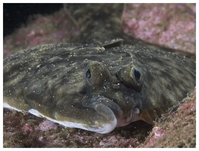 The Flounder's mouth indicates that this fish wasn't always flat