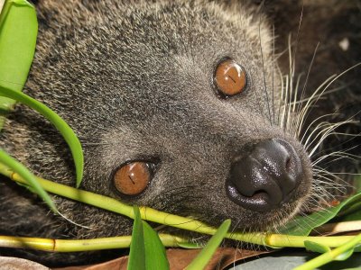 Binturong's pupils become so narrow at day that they look like small black stripes