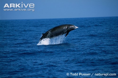 Cuviers beaked whale breaching e1278074076526 Curviers Beaked Whale