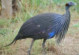 The spectacular Vulturine Guineafowl is a popular bird in zoos and bird houses