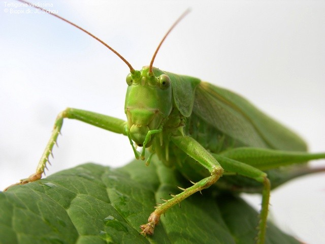 JCS Tettigonia viridissima 33884 Great Green Bush cricket
