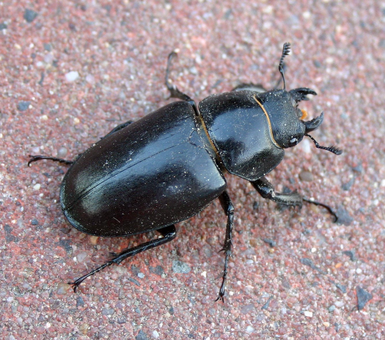 Lucanus cervus femininum top Stag Beetle