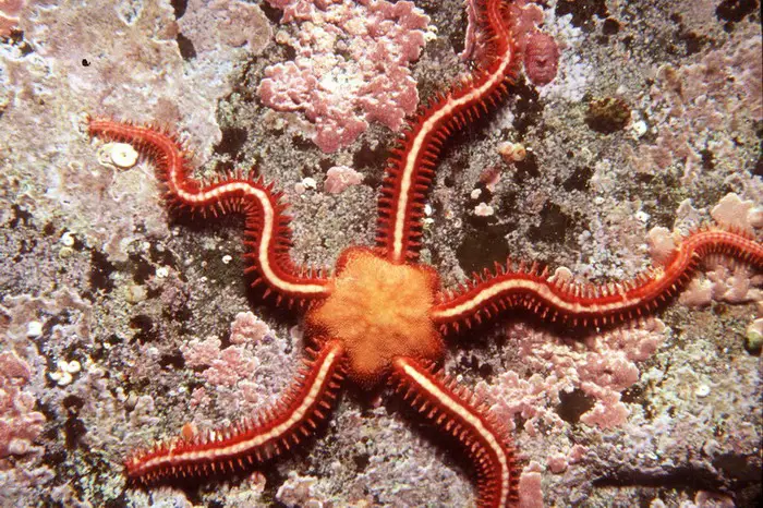 Brittle Star spends most of its life in one position, constantly feeding