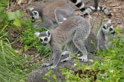 Although very adapted to living in the trees, the Ring-tailed Lemurs often descend to the ground