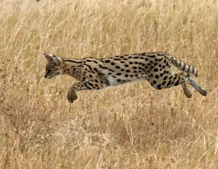 Serval's attacks rely on the element of surprise, and the cat often jumps to reach the prey quicker