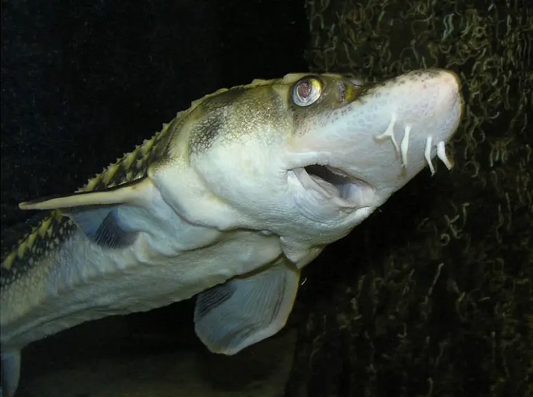 The four tentacles help the Sturgeon find food near the bottom of the water basin