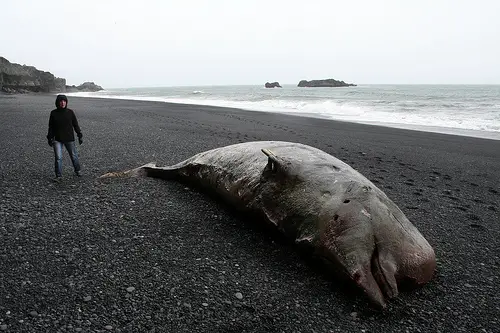 A beached northern bottlenose whale