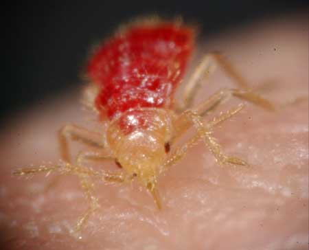 After feeding, the bug becomes much larger and you can see the blood inside its body