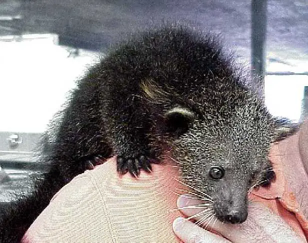 Young Binturongs are very playful and attractive in zoos
