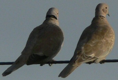 A pair of Collared Doves sitting on a cable