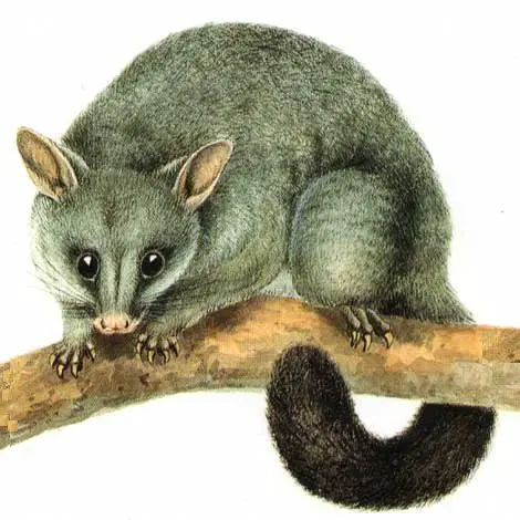 btp2 Brushtail Possum