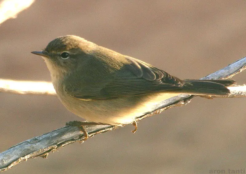In appearance, Chiffchaffs, especially the young ones, are very similar to willow warblers