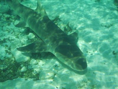 Young Lemon Sharks are a miniature of their parents and they start hunting independantly already after birth