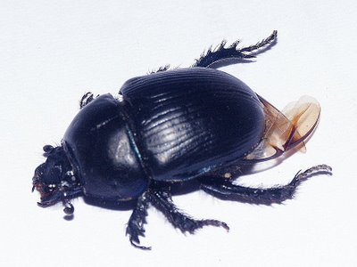 The beetle's wings are covered by firm chitin plates