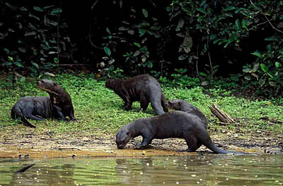 A group of Giant Otters resting at the shore