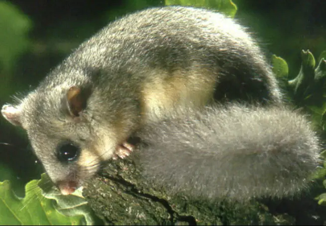 The Edible Dormouse can be recognized by its long, fluffy tail
