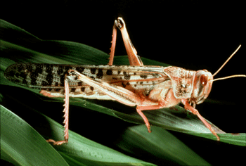 An adult Desert Locust
