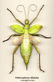 This winged insect is a vegetarian!
