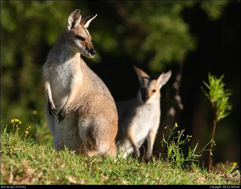 Two Red-necked Wallabies