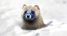 The Siberian Mountain Weasel in Japan