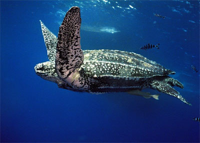 The Leatherback Turtle is the biggest and fastest swimming turtle