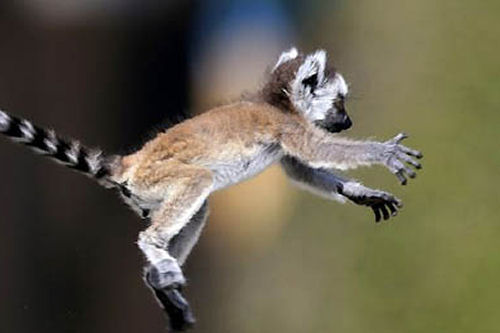 One of the first things a young Ring-tailed Lemur learns is to jump, using the tail as a steering device