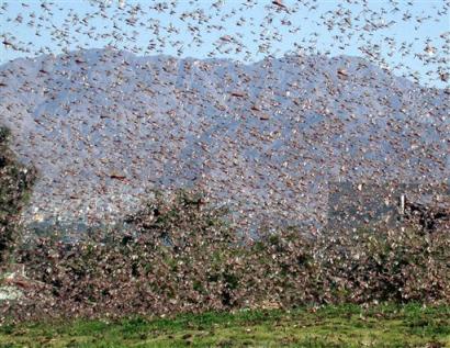 Locust swarms destroy all vegetation in their path