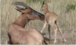A Topi female with her offspring